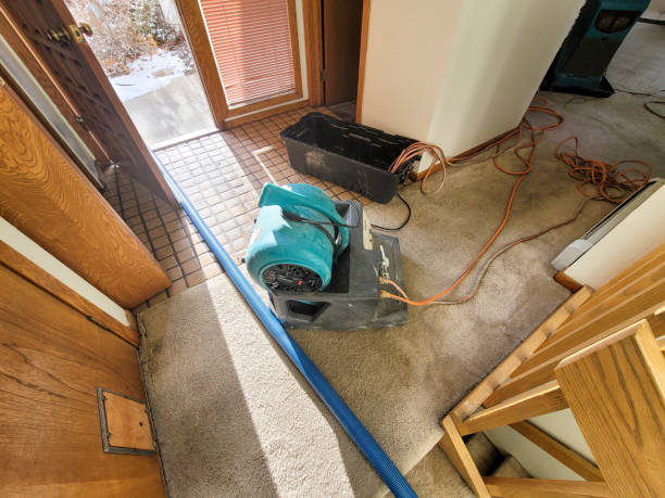 Best Mold removal after water damage  in New Iberia, LA