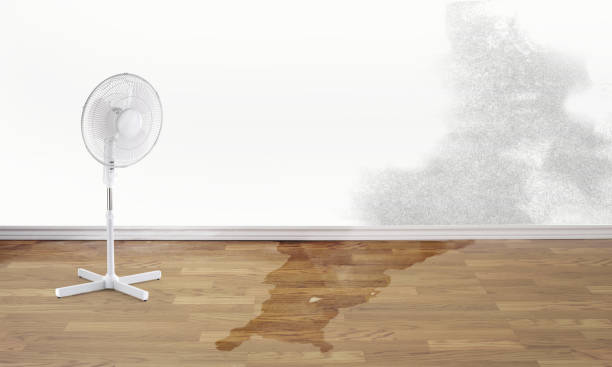 Best Water damage contractors near me  in New Iberia, LA